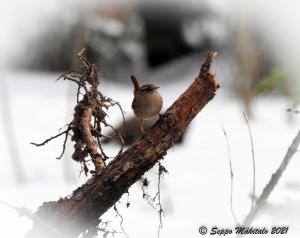 Peukaloinen Kemin Kiikeli 22.4.2021 Seppo Mäkitalo